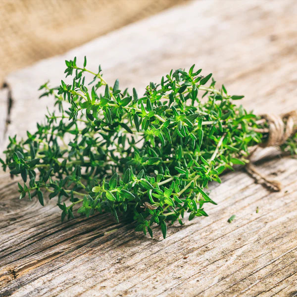 Bunch-of-fresh-green-thyme-for-Herbal-diffuseer