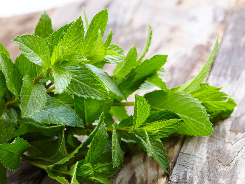 Fresh-green-mint-eaves-for-Herbal-diffuseer