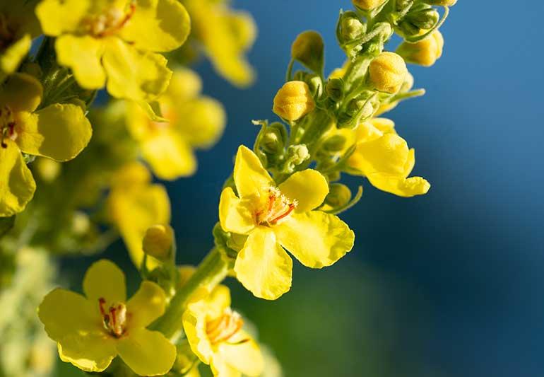  yellow-flowers-for-Herbal-diffuseer